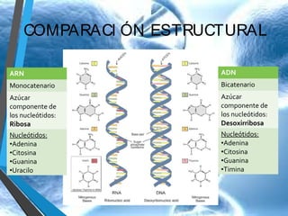 COMPARACI ÓN ESTRUCTURAL
ARN

ADN

Monocatenario

Bicatenario

Azúcar
componente de
los nucleótidos:
Ribosa

Azúcar
componente de
los nucleótidos:
Desoxirribosa

Nucleótidos:
•Adenina
•Citosina
•Guanina
•Uracilo

Nucleótidos:
•Adenina
•Citosina
•Guanina
•Timina

 