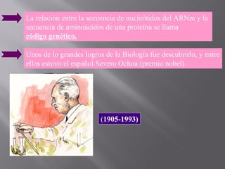 La relación entre la secuencia de nucleótidos del ARNm y la
secuencia de aminoácidos de una proteína se llama
código genético.
Unos de lo grandes logros de la Biología fue descubrirlo, y entre
ellos estuvo el español Severo Ochoa (premio nobel).

(1905-1993)

 