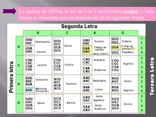 Tercera Letra

La cadena de ARNm se lee de 3 en 3 nucleótidos (codón) y cada
codón se relaciona con un aminoácido de la siguiente forma.

 
