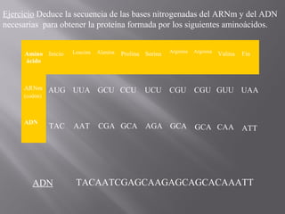 Ejercicio Deduce la secuencia de las bases nitrogenadas del ARNm y del ADN
necesarias para obtener la proteína formada por los siguientes aminoácidos.
Amino Inicio
ácido

ARNm
(codón)

ADN

Leucina

Alanina

Prolina Serina

AUG UUA GCU CCU

TAC

ADN

AAT

UCU

Arginina

Arginina

CGU

CGU GUU UAA

CGA GCA AGA GCA

Valina

GCA CAA

Fin

ATT

TACAATCGAGCAAGAGCAGCACAAATT

 