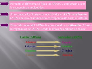 Por tanto el ribosoma se fija a un ARNm, y comienzan a leer
la secuencia de nucleótidos.
Al reconocer los 3 primeros nucleótidos el ARN transferente
(ARNt) llevará el aminoácido correspondiente hasta el ARNm.
Para cada codón del ARNm le corresponde un anticodón (3 bases
nitrogenadas) del ARNt siendo la única posibilidad de enlace:
Codón (ARNm)
Adenina
Citosina
Guanina
Timina

Anticodón (ARNt)
Uracilo
Guanina
Citosina
Adenina

 