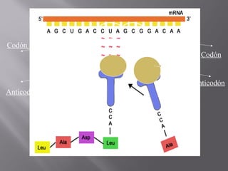 Codón
Codón

Anticodón
Anticodón

 