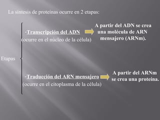 La síntesis de proteínas ocurre en 2 etapas:
A partir del ADN se crea

una molécula de ARN
 -Transcripción del ADN
mensajero (ARNm).

(ocurre en el núcleo de la célula)



Etapas 


A partir del ARNm
 -Traducción del ARN mensajero
se crea una proteína.
(ocurre en el citoplasma de la célula)



 