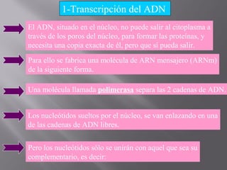 1-Transcripción del ADN
El ADN, situado en el núcleo, no puede salir al citoplasma a
través de los poros del núcleo, para formar las proteínas, y
necesita una copia exacta de él, pero que sí pueda salir.
Para ello se fabrica una molécula de ARN mensajero (ARNm)
de la siguiente forma.
Una molécula llamada polimerasa separa las 2 cadenas de ADN.
Los nucleótidos sueltos por el núcleo, se van enlazando en una
de las cadenas de ADN libres.
Pero los nucleótidos sólo se unirán con aquel que sea su
complementario, es decir:

 