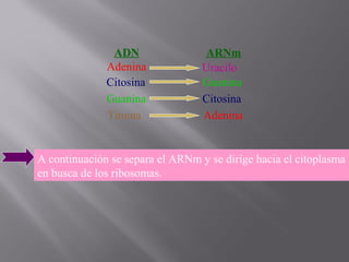 ADN
Adenina
Citosina
Guanina
Timina

ARNm
Uracilo
Guanina
Citosina
Adenina

A continuación se separa el ARNm y se dirige hacia el citoplasma
en busca de los ribosomas.

 