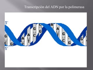 Transcripción del ADN por la polimerasa

 