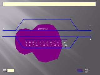 La transcripción: Síntesis de ARN.

5’

3’

polimerasa

5’

3’

A
T

(i)

U G U
A C A

G C G G C U G C
C G C C G A C G

ARN
ADN

 