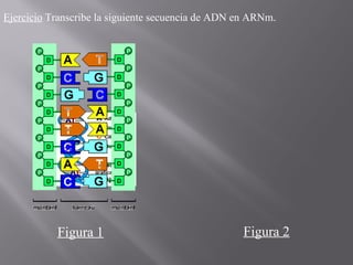 Ejercicio Transcribe la siguiente secuencia de ADN en ARNm.

Figura 1

Figura 2

 