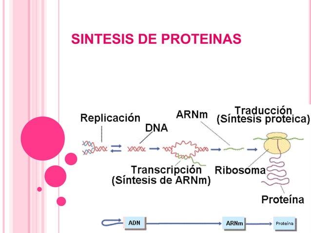Sintesis de proteinas | PPT
