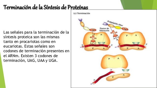 Sintesis de proteinas