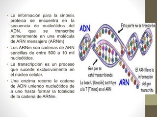• La información para la síntesis
proteica se encuentra en la
secuencia de nucleótidos del
ADN, que se transcribe
primeramente en una molécula
de ARN mensajero (ARNm)
• Los ARNm son cadenas de ARN
sencillas de entre 500 a 10 mil
nucleótidos.
• La transcripción es un proceso
que sucede exclusivamente en
el núcleo celular.
• Una enzima recorre la cadena
de ADN uniendo nucleótidos de
a uno hasta formar la totalidad
de la cadena de ARNm.
 