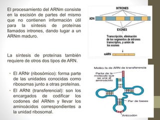 El procesamiento del ARNm consiste
en la escisión de partes del mismo
que no contienen información útil
para la síntesis de proteínas
llamados intrones, dando lugar a un
ARNm maduro.
La síntesis de proteínas también
requiere de otros dos tipos de ARN.
• El ARNr (ribosómico): forma parte
de las unidades conocidas como
ribosomas junto a otras proteínas.
• El ARNt (transferencial): son los
encargados de codificar los
codones del ARNm y llevar los
aminoácidos correspondientes a
la unidad ribosomal.
 