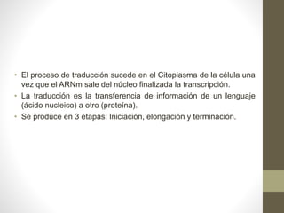 • El proceso de traducción sucede en el Citoplasma de la célula una
vez que el ARNm sale del núcleo finalizada la transcripción.
• La traducción es la transferencia de información de un lenguaje
(ácido nucleico) a otro (proteína).
• Se produce en 3 etapas: Iniciación, elongación y terminación.
 