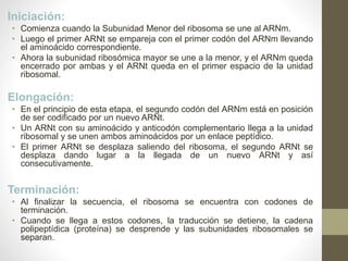 Iniciación:
• Comienza cuando la Subunidad Menor del ribosoma se une al ARNm.
• Luego el primer ARNt se empareja con el primer codón del ARNm llevando
el aminoácido correspondiente.
• Ahora la subunidad ribosómica mayor se une a la menor, y el ARNm queda
encerrado por ambas y el ARNt queda en el primer espacio de la unidad
ribosomal.
Elongación:
• En el principio de esta etapa, el segundo codón del ARNm está en posición
de ser codificado por un nuevo ARNt.
• Un ARNt con su aminoácido y anticodón complementario llega a la unidad
ribosomal y se unen ambos aminoácidos por un enlace peptídico.
• El primer ARNt se desplaza saliendo del ribosoma, el segundo ARNt se
desplaza dando lugar a la llegada de un nuevo ARNt y así
consecutivamente.
Terminación:
• Al finalizar la secuencia, el ribosoma se encuentra con codones de
terminación.
• Cuando se llega a estos codones, la traducción se detiene, la cadena
polipeptídica (proteína) se desprende y las subunidades ribosomales se
separan.
 
