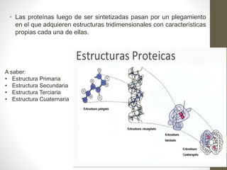 • Las proteínas luego de ser sintetizadas pasan por un plegamiento
en el que adquieren estructuras tridimensionales con características
propias cada una de ellas.
A saber:
• Estructura Primaria
• Estructura Secundaria
• Estructura Terciaria
• Estructura Cuaternaria
 