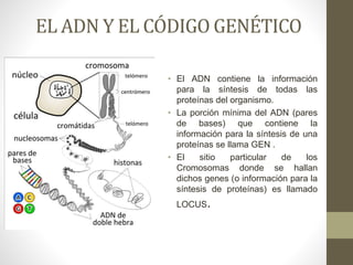 EL ADN Y EL CÓDIGO GENÉTICO
• El ADN contiene la información
para la síntesis de todas las
proteínas del organismo.
• La porción mínima del ADN (pares
de bases) que contiene la
información para la síntesis de una
proteínas se llama GEN .
• El sitio particular de los
Cromosomas donde se hallan
dichos genes (o información para la
síntesis de proteínas) es llamado
LOCUS.
 