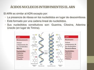 ÁCIDOSNUCLEICOSINTERVINIENTESELARN
El ARN es similar al ADN excepto por:
• La presencia de ribosa en los nucleótidos en lugar de desoxirribosa.
• Está formado por una cadena lineal de nucleótidos.
• Sus nucleótidos constitutivos son: Guanina, Citosina, Adenina y
Uracilo (en lugar de Timina).
 