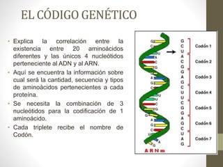 EL CÓDIGO GENÉTICO
• Explica la correlación entre la
existencia entre 20 aminoácidos
diferentes y las únicos 4 nucleótidos
perteneciente al ADN y al ARN.
• Aquí se encuentra la información sobre
cual será la cantidad, secuencia y tipos
de aminoácidos pertenecientes a cada
proteína.
• Se necesita la combinación de 3
nucleótidos para la codificación de 1
aminoácido.
• Cada triplete recibe el nombre de
Codón.
 