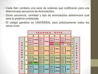 • Cada Gen contiene una serie de codones que codificaran para una
determinada secuencia de Aminoácidos.
• Dicha secuencia, cantidad y tipo de aminoácidos determinará cual
será la proteína sintetizada.
• El código genético es UNIVERSAL para prácticamente todos los
seres vivos.
 