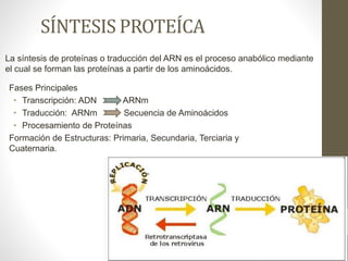 SÍNTESIS PROTEÍCA
Fases Principales
• Transcripción: ADN ARNm
• Traducción: ARNm Secuencia de Aminoácidos
• Procesamiento de Proteínas
Formación de Estructuras: Primaria, Secundaria, Terciaria y
Cuaternaria.
La síntesis de proteínas o traducción del ARN es el proceso anabólico mediante
el cual se forman las proteínas a partir de los aminoácidos.
 