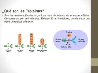 ¿Qué son las Proteínas?
• Son las macromoléculas orgánicas más abundante de nuestras células.
Compuestas por aminoácidos. Existen 20 aminoácidos, donde cada uno
tiene un radical diferente.
 