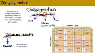 SINTESIS DE PROTEINAS, IMPORTANCIA Y ETAPAS DEL PROCESO | PPTX