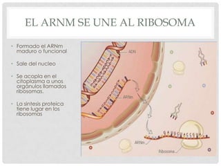 Sintesis de proteinas en el nucleo | PPTX