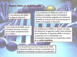 4.A medida que el ARNm se mueve a lo largo
del ribosoma, el siguiente codón hace contacto
con el ribosoma. El siguiente ARNt se mueve a
su posición con su aminoácido. Los
aminoácidos adyacentes se enlazan por medio
de un enlace peptídico.
PASOS PARA LA TRADUCCIÓN
1.Un extremo del ARNm
se pega al ribosoma.
2.Las moléculas de ARNt que están en el
citoplasma recogen ciertos aminoácidos.
Con los aminoácidos pegados, las moléculas
de ARNt se mueven hacia el punto donde el
ARNm está pegado al ribosoma.
3.Una molécula de ARNt con el
anticodón correcto, se enlaza
con el codón complementario
den el ARNm.
5.Se desprende la primera molécula de ARNt .
El siguiente codón se mueve a su posición y el
siguiente aminoácido se coloca en su posición.
 