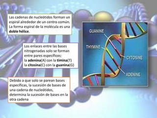 Las cadenas de nucleótidos forman un
espiral alrededor de un centro común.
La forma espiral de la molécula es una
doble hélice.
Los enlaces entre las bases
nitrogenadas solo se forman
entre pares específicos:
la adenina(A) con la timina(T)
la citosina(C) con la guanina(G)
Debido a que solo se parean bases
específicas, la sucesión de bases de
una cadena de nucleótidos,
determina la sucesión de bases en la
otra cadena
 