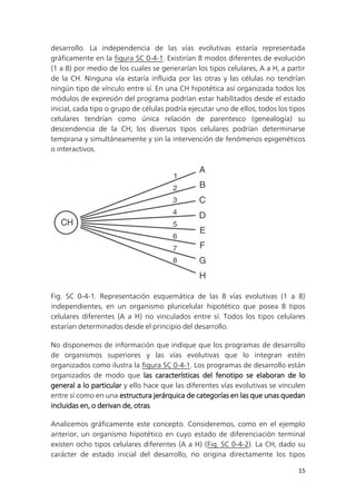 15
desarrollo. La independencia de las vías evolutivas estaría representada
gráficamente en la figura SC 0-4-1. Existirían 8 modos diferentes de evolución
(1 a 8) por medio de los cuales se generarían los tipos celulares, A a H, a partir
de la CH. Ninguna vía estaría influida por las otras y las células no tendrían
ningún tipo de vínculo entre sí. En una CH hipotética así organizada todos los
módulos de expresión del programa podrían estar habilitados desde el estado
inicial, cada tipo o grupo de células podría ejecutar uno de ellos, todos los tipos
celulares tendrían como única relación de parentesco (genealogía) su
descendencia de la CH; los diversos tipos celulares podrían determinarse
temprana y simultáneamente y sin la intervención de fenómenos epigenéticos
o interactivos.
Fig. SC 0-4-1. Representación esquemática de las 8 vías evolutivas (1 a 8)
independientes, en un organismo pluricelular hipotético que posea 8 tipos
celulares diferentes (A a H) no vinculados entre sí. Todos los tipos celulares
estarían determinados desde el principio del desarrollo.
No disponemos de información que indique que los programas de desarrollo
de organismos superiores y las vías evolutivas que lo integran estén
organizados como ilustra la figura SC 0-4-1. Los programas de desarrollo están
organizados de modo que las características del fenotipo se elaboran de lo
general a lo particular y ello hace que las diferentes vías evolutivas se vinculen
entre sí como en una estructura jerárquica de categorías en las que unas quedan
incluidas en, o derivan de, otras.
Analicemos gráficamente este concepto. Consideremos, como en el ejemplo
anterior, un organismo hipotético en cuyo estado de diferenciación terminal
existen ocho tipos celulares diferentes (A a H) (Fig. SC 0-4-2). La CH, dado su
carácter de estado inicial del desarrollo, no origina directamente los tipos
 