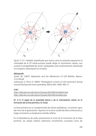 154
Fig.SC 2-12-1. Modelo simplificado que ilustra cómo la asimetría espacial en la
intensidad de la Fif célula-sustrato puede dirigir el movimiento celular, aun
cuando la probabilidad de emitir seudopódos esté uniformemente distribuida
en el espacio. (Descripción en el texto).
Bibliografía
Carter SB. (1967). Haptotaxis and the Mechanism of Cell Motility. Nature.
213:256-60.
Cattaruzza S, Perris R. (2005). Proteoglycan control of cell movement during
wound healing and cancer spreading. Matrix Biol. 24(6): 400-17.
Links
http://labs.bio.unc.edu/harris/Courses/biol104/wrinkles2.mov
http://labs.bio.unc.edu/harris/Courses/biol104/wrinkles.mov
SC 2.13. El papel de la polaridad planar y de la intercalación celular en la
formación de la línea primitiva. N. Fosser
La línea primitiva es un conglomerado de células epiblásticas y el primer signo
del inicio de la gastrulación. Aparece en la zona caudal del disco embrionario y
luego incrementa su longitud en sentido cefálico.
En el blastodermo de pollo, previamente al inicio de la formación de la línea
primitiva, las células realizan extensivos movimientos conocidos como de
 