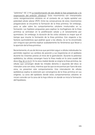 155
“polonesa” (SC 2.14 La transformación de ejes desde la fase pregastrular a la
organización del embrión cilíndrico). Estos movimientos son interpretados
como reorganizaciones celulares en el contexto de un tejido epitelial con
polaridad celular planar (PCP). Entre las consecuencias de estos movimientos
pregastrulares se encuentra la formación de la línea primitiva. Sin embargo,
poco se sabe sobre los comportamientos celulares involucrados en su
formación. Las hipótesis propuestas para explicar la morfogénesis de la línea
primitiva se centraban en la proliferación celular y el reclutamiento por
quimiotaxis. Sin embargo, la duración de los ciclos celulares es mayor que el
tiempo que insume la formación de la línea primitiva. Con respecto a los
factores quimiotácticos que podrían guiar a las células, no se ha encontrado
aún ninguno que permita explicar acabadamente los fenómenos que llevan a
la aparición de la línea primitiva.
Recientemente, el uso de técnicas que permiten seguir a células individuales ha
permitido registrar sus cambios de posición y sus trayectorias en el epiblasto
durante los instantes previos al inicio de la gastrulación. Durante la polonesa
epiblástica, las células convergen hacia la línea media en la zona caudal del
disco (Fig. SC 2-13-1). En la zona medial donde se origina la línea primitiva, las
células que convergen desde las mitades derecha e izquierda del disco se
intercalan unas con otras, mientras que las que se encuentran por fuera de esta
zona, no presentan este comportamiento. Esta intercalación de células
epiblásticas explica la extensión por convergencia de la línea primitiva en sus
orígenes. La zona del epiblasto donde estos comportamientos celulares se
inician coincide con la zona de la hoja inferior en donde se inicia la formación
del hipoblasto.
 
