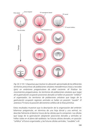 158
Fig. SC 2-14-1. Esquemas que ilustran la ubicación aproximada de los diferentes
territorios presuntivos de poblaciones celulares mesodérmicas (rosa) y neurales
(gris) en embriones pregastrulares de edad creciente. Al finalizar los
movimientos pregastrulares, los territorios de poblaciones celulares que luego
de la gastrulación ocuparán posiciones dorsales se hallan en posición “cefálica”
al organizador; los territorios de poblaciones celulares que luego de la
gastrulación ocuparán regiones ventrales se hallan en posición “caudal”. El
asterisco (*) marca la posición del extremo cefálico de la línea primitiva.
Estos resultados muestran que la descripción de la organización del embrión
bilaminar pregastrular, en términos de una hoja dorsal y una ventral, no
describe fielmente el destino futuro de las células que lo componen. Las células
que luego de la gastrulación adoptarán posiciones dorsales y ventrales se
hallan todas en el plano del epiblasto: las futuras células dorsales, en posición
“cefálica” al futuro organizador, y las futuras células ventrales, “caudales” a él.
 