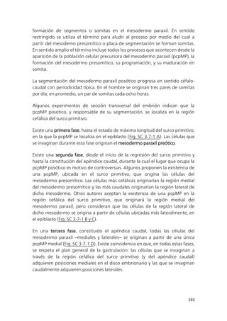 193
formación de segmentos o somitas en el mesodermo paraxil. En sentido
restringido se utiliza el término para aludir al proceso por medio del cual a
partir del mesodemo presomítico o placa de segmentación se forman somitas.
En sentido amplio el término incluye todos los procesos que acontecen desde la
aparición de la población celular precursora del mesodermo paraxil (pcpMP), la
formación del mesodermo presomítico, su programación, y su maduración en
somita.
La segmentación del mesodermo paraxil posótico progresa en sentido céfalo-
caudal con periodicidad típica. En el hombre se originan tres pares de somitas
por día; en promedio, un par de somitas cada ocho horas.
Algunos experimentos de sección transversal del embrión indican que la
pcpMP posótico, y responsable de su segmentación, se localiza en la región
cefálica del surco primitivo.
Existe una primera fase, hasta el estado de máxima longitud del surco primitivo,
en la que la pcpMP se localiza en el epiblasto (Fig. SC 3-7-1 A). Las células que
se invaginan durante esta fase originan el mesodermo paraxil preótico.
Existe una segunda fase, desde el inicio de la regresión del surco primitivo y
hasta la constitución del apéndice caudal, durante la cual el lugar que ocupa la
pcpMP posótico es motivo de controversias. Algunos proponen la existencia de
una pcpMP, ubicada en el surco primitivo, que origina las células del
mesodermo presomítico. Las células más cefálicas originarían la región medial
del mesodermo presomítico y las más caudales originarían la región lateral de
dicho mesodermo. Otros autores aceptan la existencia de una pcpMP en la
región cefálica del surco primitivo, que originará la región medial del
mesodermo paraxil, pero consideran que las células de la región lateral de
dicho mesodermo se origina a partir de células ubicadas más lateralmente, en
el epiblasto (Fig. SC 3-7-1 B y C).
En una tercera fase, constituido el apéndice caudal, todas las células del
mesodermo paraxil ‒mediales y laterales‒ se originan a partir de una única
pcpMP medial (Fig. SC 3-7-1 D). Existe coincidencia en que, en todas estas fases,
se respeta el plan general de la gastrulación: las células que se invaginan a
través de la región cefálica del surco primitivo (y del apéndice caudal)
adquieren posiciones mediales en el disco embrionario y las que se invaginan
caudalmente adquieren posiciones laterales.
 