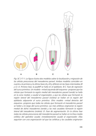 194
Fig. SC 3-7-1. La figura ilustra dos modelos sobre la localización y migración de
las células precursoras del mesodermo paraxil. Ambos modelos coinciden en
cuanto a la primera y la última fases (A y D) y difieren en las fases intermedias (B
y C). A. Primera fase, la pcpMP se halla en el epiblasto. B-C. Fase de regresión
del surco primitivo. Un modelo –mitad izquierda del esquema– propone que las
células que formarán la región medial del mesodermo paraxil (verde) se halla
en la zona medial, y caudal al organizador, y que las células que formarán la
región lateral del mesodermo paraxil (violeta) se hallan en la región del
epiblasto adyacente al surco primitivo. Otro modelo –mitad derecha del
esquema– propone que todas las células que formarán el mesodermo paraxil
se hallan a lo largo del surco primitivo. Las más cefálicas originarían la región
medial de dicho mesodermo (verde) y las más caudales formarán la región
lateral del mesodermo (violeta). D. Fase de segmentación. En la última fase
todas las células precursoras del mesodermo paraxil se hallan en la línea media
cefálica del apéndice caudal, inmediatamente caudal al organizador. Ellas
seguirían con una organización tal que las cefálicas y las caudales originarían
 