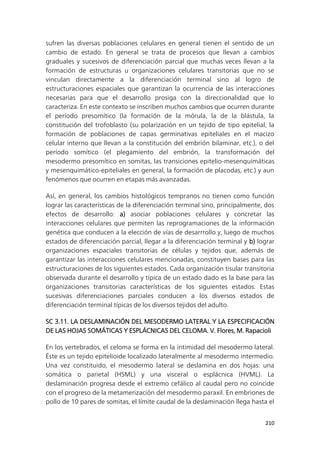 210
sufren las diversas poblaciones celulares en general tienen el sentido de un
cambio de estado. En general se trata de procesos que llevan a cambios
graduales y sucesivos de diferenciación parcial que muchas veces llevan a la
formación de estructuras u organizaciones celulares transitorias que no se
vinculan directamente a la diferenciación terminal sino al logro de
estructuraciones espaciales que garantizan la ocurrencia de las interacciones
necesarias para que el desarrollo prosiga con la direccionalidad que lo
caracteriza. En este contexto se inscriben muchos cambios que ocurren durante
el período presomítico (la formación de la mórula, la de la blástula, la
constitución del trofoblasto (su polarización en un tejido de tipo epitelial, la
formación de poblaciones de capas germinativas epiteliales en el macizo
celular interno que llevan a la constitución del embrión bilaminar, etc.), o del
período somítico (el plegamiento del embrión, la transformación del
mesodermo presomítico en somitas, las transiciones epitelio-mesenquimáticas
y mesenquimático-epiteliales en general, la formación de placodas, etc.) y aun
fenómenos que ocurren en etapas más avanzadas.
Así, en general, los cambios histológicos tempranos no tienen como función
lograr las características de la diferenciación terminal sino, principalmente, dos
efectos de desarrollo: a) asociar poblaciones celulares y concretar las
interacciones celulares que permiten las reprogramaciones de la información
genética que conducen a la elección de vías de desarrrollo y, luego de muchos
estados de diferenciación parcial, llegar a la diferenciación terminal y b) lograr
organizaciones espaciales transitorias de células y tejidos que, además de
garantizar las interacciones celulares mencionadas, constituyen bases para las
estructuraciones de los siguientes estados. Cada organización tisular transitoria
observada durante el desarrollo y típica de un estado dado es la base para las
organizaciones transitorias características de los siguientes estados. Estas
sucesivas diferenciaciones parciales conducen a los diversos estados de
diferenciación terminal típicas de los diversos tejidos del adulto.
SC 3.11. LA DESLAMINACIÓN DEL MESODERMO LATERAL Y LA ESPECIFICACIÓN
DE LAS HOJAS SOMÁTICAS Y ESPLÁCNICAS DEL CELOMA. V. Flores, M. Rapacioli
En los vertebrados, el celoma se forma en la intimidad del mesodermo lateral.
Éste es un tejido epitelioide localizado lateralmente al mesodermo intermedio.
Una vez constituido, el mesodermo lateral se deslamina en dos hojas: una
somática o parietal (HSML) y una visceral o esplácnica (HVML). La
deslaminación progresa desde el extremo cefálico al caudal pero no coincide
con el progreso de la metamerización del mesodermo paraxil. En embriones de
pollo de 10 pares de somitas, el límite caudal de la deslaminación llega hasta el
 