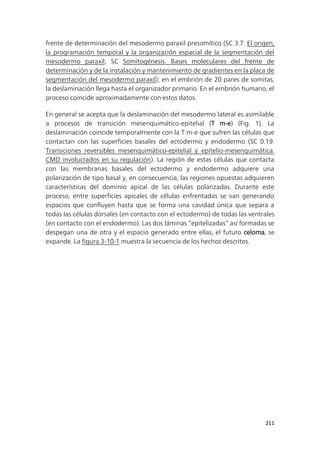 211
frente de determinación del mesodermo paraxil presomítico (SC 3.7. El origen,
la programación temporal y la organización espacial de la segmentación del
mesodermo paraxil; SC Somitogénesis. Bases moleculares del frente de
determinación y de la instalación y mantenimiento de gradientes en la placa de
segmentación del mesodermo paraxil); en el embrión de 20 pares de somitas,
la deslaminación llega hasta el organizador primario. En el embrión humano, el
proceso coincide aproximadamente con estos datos.
En general se acepta que la deslaminación del mesodermo lateral es asimilable
a procesos de transición mesenquimático-epitelial (T m-e) (Fig. 1). La
deslaminación coincide temporalmente con la T m-e que sufren las células que
contactan con las superficies basales del ectodermo y endodermo (SC 0.19.
Transiciones reversibles mesenquimático-epitelial y epitelio-mesenquimática.
CMD involucrados en su regulación). La región de estas células que contacta
con las membranas basales del ectodermo y endodermo adquiere una
polarización de tipo basal y, en consecuencia, las regiones opuestas adquieren
características del dominio apical de las células polarizadas. Durante este
proceso, entre superficies apicales de células enfrentadas se van generando
espacios que confluyen hasta que se forma una cavidad única que separa a
todas las células dorsales (en contacto con el ectodermo) de todas las ventrales
(en contacto con el endodermo). Las dos láminas “epitelizadas” así formadas se
despegan una de otra y el espacio generado entre ellas, el futuro celoma, se
expande. La figura 3-10-1 muestra la secuencia de los hechos descritos.
 