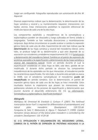 213
luego van confluyendo. Fotografías reproducidas con autorización de Dra. M.
Rapacioli.
Diversos experimentos indican que la deslaminación, la determinación de las
hojas somática y visceral y su mantenimiento requieren interacciones con
tejidos vecinos. Estas interacciones posibilitan la expresión diferencial de
moléculas típicas de cada una de las dos hojas.
Los componentes epiteliales y mesodérmicos de la somatopleura y
esplacnopleura pueden ser disociados y luego cultivados en forma aislada o
reagregados. También se han realizado disociaciones y recombinaciones
recíprocas. Bajo dichas circunstancias se puede analizar si cambia la expresión
génica típica de cada una de ellas. Experimentos de este tipo indican que la
determinación de las hojas somática y visceral del mesodermo lateral, como
tales, se produce luego de su deslaminación y que esto depende de su
asociación con ectodermo y endodermo respectivamente (SC 3.12 Epitelización
y deslaminación del mesodermo lateral. Cambios en el patrón de expresión de
proteínas asociados a la especificación y determinación de las hojas somática y
visceral del mesodermo lateral). Existe un período durante el cual la
especificación establecida en estas hojas es lábil, vale decir, pasible de ser
modificada. Si durante dicho período se disocian los componentes
mesodérmicos de los epiteliales con los que interactúan, el mesodermo pierde
las características especificadas. Por otro lado, si durante este período se asocia
la HVML con el ectodermo somatopleural, el mesodermo puede ser
reespecificado en sentido somático. Con la determinación, el patrón de
expresión génica típica de cada una de las hojas se hace irreversible. Estos
resultados ilustran la importancia que poseen las interacciones entre
poblaciones celulares en los proceses de especificación y determinación que
ocurren durante el desarrollo embrionario (SC 3.6. La celomización.
Somatopleura y esplacnopleura. Significado biológico).
Bibliografía
Mahlapuu M, Ormestad M, Enerbäck S, Carlsson P. (2001). The forkhead
transcription factor Foxf1 is required for differentiation of extraembryonic and
lateral plate mesoderm. Development. 128:155-66.
Funayama N, Sato Y, Matsumoto K, Ogura T, Takahashi Y. (1999). Coelom
formation: binary decision of the lateral plate mesoderm is controlled by the
ectoderm. Development. 126: 4129-38.
SC 3.12. EPITELIZACIÓN Y DESLAMINACIÓN DEL MESODERMO LATERAL.
CAMBIOS EN EL PATRÓN DE EXPRESIÓN DE PROTEÍNAS ASOCIADOS A LA
 