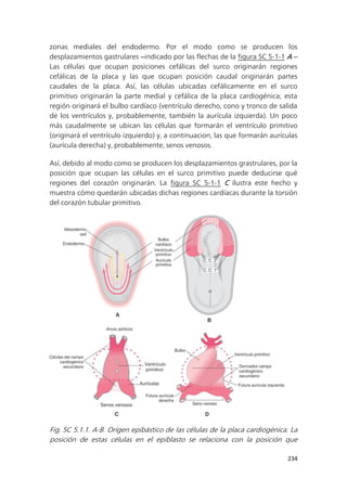234
zonas mediales del endodermo. Por el modo como se producen los
desplazamientos gastrulares ‒indicado por las flechas de la figura SC 5-1-1 A ‒
Las células que ocupan posiciones cefálicas del surco originarán regiones
cefálicas de la placa y las que ocupan posición caudal originarán partes
caudales de la placa. Así, las células ubicadas cefálicamente en el surco
primitivo originarán la parte medial y cefálica de la placa cardiogénica; esta
región originará el bulbo cardíaco (ventrículo derecho, cono y tronco de salida
de los ventrículos y, probablemente, también la aurícula izquierda). Un poco
más caudalmente se ubican las células que formarán el ventrículo primitivo
(originará el ventrículo izquierdo) y, a continuacion, las que formarán aurículas
(aurícula derecha) y, probablemente, senos venosos.
Así, debido al modo como se producen los desplazamientos grastrulares, por la
posición que ocupan las células en el surco primitivo puede deducirse qué
regiones del corazón originarán. La figura SC 5-1-1 C ilustra este hecho y
muestra cómo quedarán ubicadas dichas regiones cardíacas durante la torsión
del corazón tubular primitivo.
Fig. SC 5.1.1. A-B. Origen epibástico de las células de la placa cardiogénica. La
posición de estas células en el epiblasto se relaciona con la posición que
 