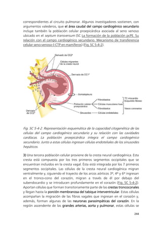 244
correspondientes al circuito pulmonar. Algunos investigadores sostienen, con
argumentos valederos, que el área caudal del campo cardiogénico secundario
incluye también la población celular proepicárdica asociada al seno venoso
ubicado en el septum transversum (SC La formación de la población pcPE. Su
relación con el campo cardiogénico secundario. Mecanismo de transferencia
celular seno-venoso  CTP en mamíferos) (Fig. SC 5-4-2).
Fig. SC 5-4-2. Representación esquemática de la capacidad citogenética de las
células del campo cardiogénico secundario y su relación con las cavidades
cardíacas. La población proepicárdica integra el campo cardiogénico
secundario. Junto a estas células ingresan células endoteliales de los sinusoides
hepáticos.
3) Una tercera población celular proviene de la cresta neural cardiogénica. Esta
cresta está compuesta por los tres primeros segmentos occipitales que se
encuentran incluidos en la cresta vagal. Ésta está integrada por los 7 primeros
segmentos occipitales. Las células de la cresta neural cardiogénica migran
ventralmente y, siguiendo el trayecto de los arcos aórticos 3º, 4º y 6º ingresan
en el tronco-cono del corazón, migran a través de él por debajo del
subendocardio y se introducen profundamente en el corazón (Fig. SC 5-4-2).
Aportan células que forman transitoriamente parte de las crestas troncoconales
y llegan hasta la porción membranosa del tabique interventricular. Estas células
acompañan la migración de las fibras vagales que ingresan en el corazón y,
además, forman algunas de las neuronas parasimpáticas del corazón. En la
región ascendente de las grandes arterias, aorta y pulmonar, estas células se
 