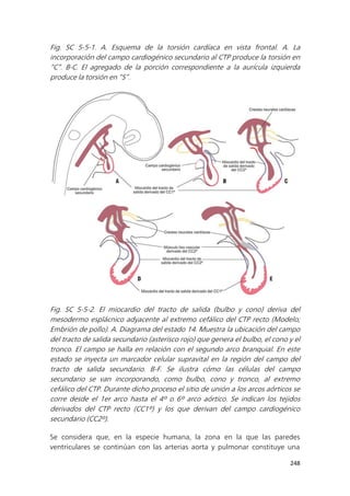 248
Fig. SC 5-5-1. A. Esquema de la torsión cardíaca en vista frontal. A. La
incorporación del campo cardiogénico secundario al CTP produce la torsión en
“C”. B-C. El agregado de la porción correspondiente a la aurícula izquierda
produce la torsión en “S”.
Fig. SC 5-5-2. El miocardio del tracto de salida (bulbo y cono) deriva del
mesodermo esplácnico adyacente al extremo cefálico del CTP recto (Modelo;
Embrión de pollo). A. Diagrama del estado 14. Muestra la ubicación del campo
del tracto de salida secundario (asterisco rojo) que genera el bulbo, el cono y el
tronco. El campo se halla en relación con el segundo arco branquial. En este
estado se inyecta un marcador celular supravital en la región del campo del
tracto de salida secundario. B-F. Se ilustra cómo las células del campo
secundario se van incorporando, como bulbo, cono y tronco, al extremo
cefálico del CTP. Durante dicho proceso el sitio de unión a los arcos aórticos se
corre desde el 1er arco hasta el 4º o 6º arco aórtico. Se indican los tejidos
derivados del CTP recto (CC1º) y los que derivan del campo cardiogénico
secundario (CC2º).
Se considera que, en la especie humana, la zona en la que las paredes
ventriculares se continúan con las arterias aorta y pulmonar constituye una
 