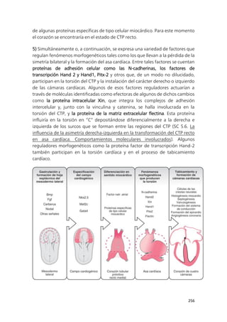 256
de algunas proteínas específicas de tipo celular miocárdico. Para este momento
el corazón se encontraría en el estado de CTP recto.
5) Simultáneamente o, a continuación, se expresa una variedad de factores que
regulan fenómenos morfogenéticos tales como los que llevan a la pérdida de la
simetría bilateral y la formación del asa cardíaca. Entre tales factores se cuentan
proteínas de adhesión celular como las N-cadherinas, los factores de
transcripción Hand 2 y Hand1, Pitx-2 y otros que, de un modo no dilucidado,
participan en la torsión del CTP y la instalación del carácter derecho o izquierdo
de las cámaras cardíacas. Algunos de esos factores reguladores actuarían a
través de moléculas identificadas como efectoras de algunos de dichos cambios
como la proteína intracelular Xin, que integra los complejos de adhesión
intercelular y, junto con la vinculina y catenina, se halla involucrada en la
torsión del CTP, y la proteína de la matriz extracelular flectina. Esta proteína
influiría en la torsión en “C” depositándose diferencialmente a la derecha e
izquierda de los surcos que se forman entre las regiones del CTP (SC 5.6. La
influencia de la asimetría derecha-izquierda en la transformación del CTP recto
en asa cardíaca. Comportamientos moleculares involucrados). Algunos
reguladores morfogenéticos como la proteína factor de transcripción Hand-2
también participan en la torsión cardíaca y en el proceso de tabicamiento
cardíaco.
 