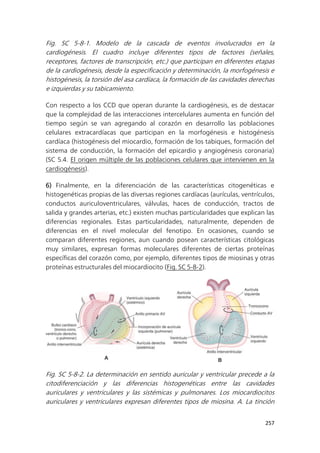 257
Fig. SC 5-8-1. Modelo de la cascada de eventos involucrados en la
cardiogénesis. El cuadro incluye diferentes tipos de factores (señales,
receptores, factores de transcripción, etc.) que participan en diferentes etapas
de la cardiogénesis, desde la especificación y determinación, la morfogénesis e
histogénesis, la torsión del asa cardíaca, la formación de las cavidades derechas
e izquierdas y su tabicamiento.
Con respecto a los CCD que operan durante la cardiogénesis, es de destacar
que la complejidad de las interacciones intercelulares aumenta en función del
tiempo según se van agregando al corazón en desarrollo las poblaciones
celulares extracardíacas que participan en la morfogénesis e histogénesis
cardíaca (histogénesis del miocardio, formación de los tabiques, formación del
sistema de conducción, la formación del epicardio y angiogénesis coronaria)
(SC 5.4. El origen múltiple de las poblaciones celulares que intervienen en la
cardiogénesis).
6) Finalmente, en la diferenciación de las características citogenéticas e
histogenéticas propias de las diversas regiones cardíacas (aurículas, ventrículos,
conductos auriculoventriculares, válvulas, haces de conducción, tractos de
salida y grandes arterias, etc.) existen muchas particularidades que explican las
diferencias regionales. Estas particularidades, naturalmente, dependen de
diferencias en el nivel molecular del fenotipo. En ocasiones, cuando se
comparan diferentes regiones, aun cuando posean características citológicas
muy similares, expresan formas moleculares diferentes de ciertas proteínas
específicas del corazón como, por ejemplo, diferentes tipos de miosinas y otras
proteínas estructurales del miocardiocito (Fig. SC 5-8-2).
Fig. SC 5-8-2. La determinación en sentido auricular y ventricular precede a la
citodiferenciación y las diferencias histogenéticas entre las cavidades
auriculares y ventriculares y las sistémicas y pulmonares. Los miocardiocitos
auriculares y ventriculares expresan diferentes tipos de miosina. A. La tinción
 