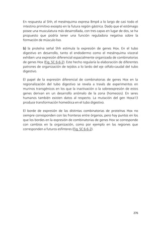 276
En respuesta al Shh, el mesénquima expresa Bmp4 a lo largo de casi todo el
intestino primitivo excepto en la futura región gástrica. Dado que el estómago
posee una musculatura más desarrollada, con tres capas en lugar de dos, se ha
propuesto que podría tener una función reguladora negativa sobre la
formación de músculo liso.
b) la proteína señal Shh estimula la expresión de genes Hox. En el tubo
digestivo en desarrollo, tanto el endodermo como el mesénquima visceral
exhiben una expresión diferencial espacialmente organizada de combinatorias
de genes Hox (Fig. SC 6-6-2). Este hecho regularía la elaboración de diferentes
patrones de organización de tejidos a lo lardo del eje céfalo-caudal del tubo
digestivo.
El papel de la expresión diferencial de combinatorias de genes Hox en la
regionalización del tubo digestivo se revela a través de experimentos en
murinos transgénicos en los que la inactivación o la sobreexpresión de estos
genes derivan en un desarrollo anómalo de la zona (homeosis). En seres
humanos también existen datos al respecto. La mutación del gen Hoxa13
produce transformación homeótica en el tubo digestivo.
El borde de expresión de las distintas combinatorias de proteínas Hox no
siempre corresponden con las fronteras entre órganos, pero hay puntos en los
que los bordes en la expresión de combinatorias de genes Hox se corresponde
con cambios en la organización, como por ejemplo en las regiones que
corresponden a futuros esfínteres (Fig. SC 6-6-2).
 