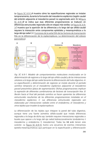 283
La figura SC 6-9-1A muestra cómo las especificaciones regionales se instalan
tempranamente, durante la formación del mesodermo esplácnico (región caudal
del embrión adyacente al mesodermo paraxil no segmentado aún). En lafigura
SC 6-9-1B se indica que esas diferentes programaciones se traducen en
diferencias estructurales regionales sólo en etapas más tardías. La figura SC 6-9-
1C muestra que la aparición de las diferencias a lo largo del eje céfalo-caudal
requiere la interacción entre componentes epiteliales y mesenquimáticos a lo
largo del eje radial (SC Funciones de la señal Shh de los factores de transcripción
Pdx en la diferenciación de la esplacnopleura. La determinación del esbozo
pancreático).
Fig. SC 6-9-1. Modelo de comportamientos moleculares involucrados en la
determinación de regiones a lo largo del eje céfalo-caudal y de las interacciones
celulares a lo largo del eje radial durante la diferenciación del tubo digestivo. A.
La especificación y determinación de regiones se instala durante el período
somítico temprano en el mesodermo esplácnico adyacente al mesodermo
paraxil presomítico (placa de segmentación). Dichas programaciones implican
la expresión de diferentes combinatorias de factores de transcripción Hox. B.
Recién hacia el final del período somítico se hacen aparentes las diferencias
estructurales resultantes de las diferentes programaciones instaladas en el
mesodermo esplácnico. C. Las diferencias estructurales regionales son
elaboradas por interacciones radiales entre el endodermo, el mesodermo y
otros tejidos que invaden la esplacnopleura.
La diferenciación de los tejidos que integran la pared del tubo digestivo,
aunque tiene una fuerte asimetría céfalo-caudal que instala diferencias
regionales a lo largo de dicho eje, también requiere interacciones regionales o
locales que operan a lo largo del eje radial bidireccionalmente (endodermo 
mesodermo y endodermo  mesodermo). Todas las Int e-m tienen este
carácter. La figura SC 6-9-1C ilustra una secuencia de eventos interactivos
epitelio-mesenquimáticos que participan en la especificación y diferenciación
 