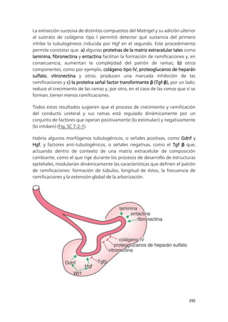 295
La extracción sucesiva de distintos compuestos del Matrigel y su adición ulterior
al sustrato de colágeno tipo I permitió detectar qué sustancia del primero
inhibe la tubulogénesis inducida por Hgf en el segundo. Este procedimiento
permite constatar que: a) algunas proteínas de la matriz extracelular tales como
laminina, fibronectina y entactina facilitan la formación de ramificaciones y, en
consecuencia, aumentan la complejidad del patrón de ramas; b) otros
componentes, como por ejemplo, colágeno tipo IV, proteoglucanos de heparán
sulfato, vitronectina y otros, producen una marcada inhibición de las
ramificaciones y c) la proteína señal factor transformante β (Tgf-β), por un lado,
reduce el crecimiento de las ramas y, por otro, en el caso de las ramas que sí se
forman, tienen menos ramificaciones.
Todos estos resultados sugieren que el proceso de crecimiento y ramificación
del conducto ureteral y sus ramas está regulado dinámicamente por un
conjunto de factores que operan positivamente (lo estimulan) y negativamente
(lo inhiben) (Fig. SC 7-2-1).
Habría algunos morfógenos tubulogénicos, o señales positivas, como Gdnf y
Hgf, y factores anti-tubulogénicos, o señales negativas, como el Tgf β que,
actuando dentro de contexto de una matriz extracelular de composición
cambiante, como el que rige durante los procesos de desarrollo de estructuras
epiteliales, modularían dinámicamente las características que definen el patrón
de ramificaciones: formación de túbulos, longitud de éstos, la frecuencia de
ramificaciones y la extensión global de la arborización.
 