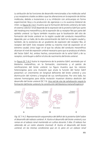 301
La atribución de las funciones de desarrollo mencionadas a las moléculas señal
y sus receptores citados se debe a que las alteraciones en la expresión de dichas
moléculas, debida a mutaciones o a su inhibición con anticuerpos en forma
experimental, lleva a la producción de agenesias o a la ausencia bilateral de
riñón. La figura SC 7-4-1 muestra que la formación del brote ureteral y de todo
el sistema colector renal depende de la expresión de la proteína Gdnf por parte
del mesénquima metanéfrico y de la expresión de su receptor Ret por parte del
epitelio ureteral. La figura también muestra que la localización del sitio de
formación del brote ureteral en la región caudal del conducto mesonéfrico
depende, por un lado, de la alta concentración de Gdnf en la región caudal y,
también, de la existencia de un gradiente de expresión del receptor Rec, el
receptor del Gdnf. Este receptor exhibe su máximo nivel de expresión en el
extremo caudal, único lugar en el que las células del conducto mesonéfrico
alcanzan el nivel de expresión umbral necesario para que se produzca el efecto
del factor Gdnf. Así, ambos hechos, concentración de la señal Gdnf y de su
receptor, contribuyen a definir el sitio de nacimiento del brote ureteral.
La figura SC 7-4-2 ilustra la importancia de la proteína Gdnf, secretada por el
blastema metanéfrico, en la formación, crecimiento y el patrón de
ramificaciones del brote ureteral. La figura muestra que los ratones
heterocigotas para una mutación que anula la función del factor Gdnf
presentan un crecimiento en longitud deficiente del brote ureteral y una
disminución del número y longitud de sus ramificaciones. Por otro lado, los
ratones homocigotas para dicha mutación muestran drástica abolición del
desarrollo del brote ureteral (SC 7.6. Una red de vías de señalización regula la
formación del brote ureteral y la constitución del blastema metanefrogénico).
Fig. SC 7-4-2. Representación esquemática del déficit de la proteína Gdnf sobre
el desarrollo del esbozo ureteral. A. Ilustra el desarrollo del brote ureteral y sus
ramas en el esbozo renal mantenido en cultivo durante 3 días. El esbozo fue
obtenido de un ratón silvestre (normal). B. Ilustra el desarrollo del brote
ureteral, en las mismas condiciones que en A, pero en un esbozo renal
 