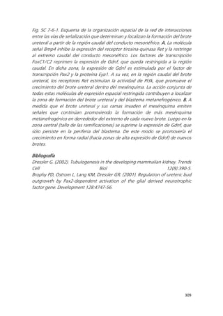 309
Fig. SC 7-6-1. Esquema de la organización espacial de la red de interacciones
entre las vías de señalización que determinan y localizan la formación del brote
ureteral a partir de la región caudal del conducto mesonéfrico. A. La molécula
señal Bmp4 inhibe la expresión del receptor tirosina-quinasa Ret y la restringe
al extremo caudal del conducto mesonéfrico. Los factores de transcripción
FoxC1/C2 reprimen la expresión de Gdnf, que queda restringida a la región
caudal. En dicha zona, la expresión de Gdnf es estimulada por el factor de
transcripción Pax2 y la proteína Eya1. A su vez, en la región caudal del brote
ureteral, los receptores Ret estimulan la actividad de Pl3k, que promueve el
crecimiento del brote ureteral dentro del mesénquima. La acción conjunta de
todas estas moléculas de expresión espacial restringida contribuyen a localizar
la zona de formación del brote ureteral y del blastema metanefrogénico. B. A
medida que el brote ureteral y sus ramas invaden el mesénquima emiten
señales que continúan promoviendo la formación de más mesénquima
metanefrogénico en derrededor del extremo de cada nuevo brote. Luego en la
zona central (tallo de las ramificaciones) se suprime la expresión de Gdnf, que
sólo persiste en la periferia del blastema. De este modo se promovería el
crecimiento en forma radial (hacia zonas de alta expresión de Gdnf) de nuevos
brotes.
Bibliografía
Dressler G. (2002). Tubulogenesis in the developing mammalian kidney. Trends
Cell Biol 12(8):390-5.
Brophy PD, Ostrom L, Lang KM, Dressler GR. (2001). Regulation of ureteric bud
outgrowth by Pax2-dependent activation of the glial derived neurotrophic
factor gene. Development 128:4747-56.
 