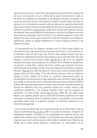 339
generando una tracción sobre ella. A lo largo de la línea de tensión se generará
un surco (corresponde al surco medial de la placa); lateralmente a éste se
formarán dos pliegues (corresponden a los pliegues neurales); 3) debido a la
acción de estas dos fuerzas, los bordes de la placa se elevan, dejan de estar en
contacto con el mesodermo paraxil y ello permite que la superficie basal de la
placa neural realice interacciones de adhesión directa con la superficie basal del
ectodermo epidérmico (Fig. SC 9-1-1 C-D). Estas interacciones generan fuerzas
de adhesión intersuperficiales que contribuyen a acentuar los pliegues neurales
que entonces sobresalen hacia el dorso. Si se cultivan pequeños trozos del
borde de la placa neural que contienen la zona de transición y el ectodermo
epidérmico, ambos se adosan fuertemente y forman pliegues similares a los
pliegues neurales.
- El acercamiento de los pliegues neurales hacia la línea media podría ser
consecuencia de la operación de tres conjuntos de fuerza: 1) el incremento en
la adhesión entre las dos hojas que forman cada pliegue neural hace que
aumente la superficie de contacto entre ambas y que los bordes libres de cada
pliegue se curven hacia la línea media (Fig. SC 9-1-1 D); 2) en las regiones
laterales de la placa, promovidas por el contacto con el ectodermo epidérmico,
se generan, a cada lado, cambios de forma celular que producen el mismo
efecto descrito en la bisagra medial. Estas dos regiones se denominan “bisagras
laterales” (Fig. SC 9-1-1 D); ellas generan fuerzas que curvan el borde libre del
pliegue hacia la línea media; 3) los dos efectos descritos sólo son efectivos
porque el surco medial de la placa se mantiene fuertemente unido en
profundidad a la notocorda que sigue operando como elemento rígido (Fig. SC
9-1-1 D-G). La interacción con la notocorda hace que la línea media de la placa
quede adherida profundamente en la línea media ventral; simultáneamente las
fuerzas de adhesión entre las superficies basales de la placa neural y del
ectodermo epidérmico y las bisagras laterales hacen que los pliegues se
aproximen a la línea media dorsal (Fig. SC 9-1-1 D-E). Por otro lado, estos
efectos son posibles debido que el resto del ectodermo epidérmico en este
momento se comporta como un material viscoso, se acomoda a las tracciones
generadas sobre toda la superficie corporal, se distiende fácilmente y las
tracciones desaparecen.
- Una vez que los labios del surco neural contactan en la línea media, ellos se
adosan fuertemente (Fig. SC 9-1-1 E-F). En la zona de contacto, el epitelio se
desestabiliza debido a cambios en las propiedades de adhesión de las tres
poblaciones celulares que se localizan en los bordes que contactan (células de
la placa neural, de la cresta neural y del ectodermo epidérmico). Mientras las
células de la placa neural expresan E-cadherinas, su continuidad con el
 