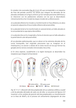 410
En estados más avanzados (Fig. SC 11-2-1 C), que corresponden a un esquema
de fines del período somítico, las células que integran los derivados de las
placodas señaladas en la figura anterior ya han tomado posiciones definitivas y
se relacionan con las poblaciones celulares con las que se desarrollarán
interactivamente y han iniciado las etapas iniciales de su diferenciación:
a) La placoda olfatoria ha iniciado su transformación en fosa olfatoria y se ubica
en posición adyacente al futuro bulbo olfatorio del prosencéfalo.
b) La placoda lental se ha transformado en vesícula lental y se halla ubicada en
la concavidad de la copa óptica diencefálica.
c) La placoda ótica se ha invaginado y forma el otocisto que se halla adosado a
la pared lateral o alar del posencéfalo.
d) Las placodas epibranquiales, que se ubican en los extremos dorsales de los
surcos branquiales, han originado precursores que se invaginan en el
mesénquima y se asocian a células de la cresta neural con las que forman los
ganglios de los nervios craneales mencionados más arriba.
e) En otras especies, caudalmente a la región branquial, se desarrollan los
receptores que integran la línea lateral.
Fig. SC 11-2-1. Ubicación del área preplacodal, de sus subáreas cefálica y caudal
y de las placodas derivadas de cada una de ellas. La secuencia de figuras A-D
muestran: a) los cambios de posición del área preplacodal y su transformación
en la línea de Wolff y b) el proceso de refinamiento (segregación de área
 